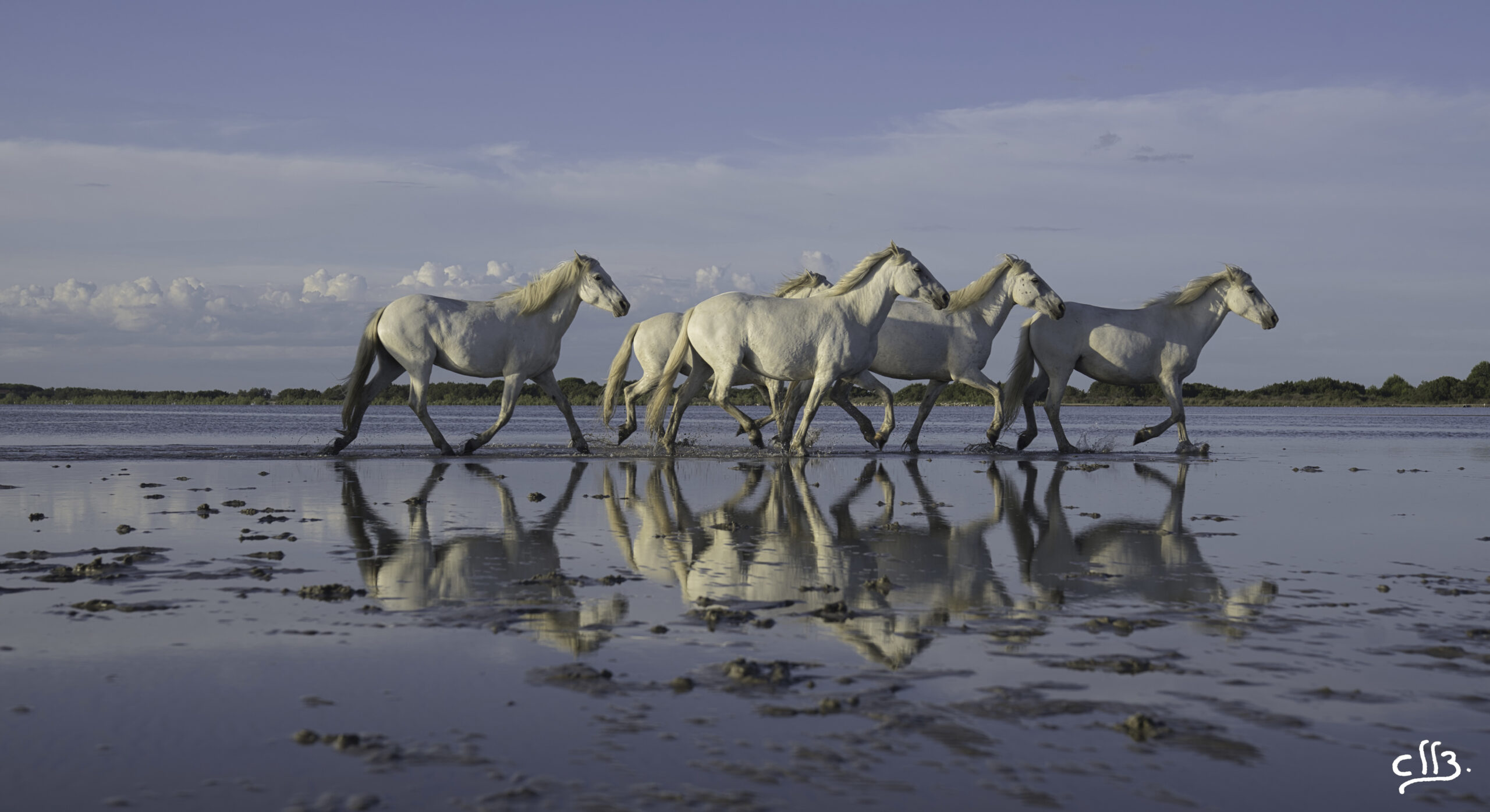 CHEVAUX-BORD-DE-MER